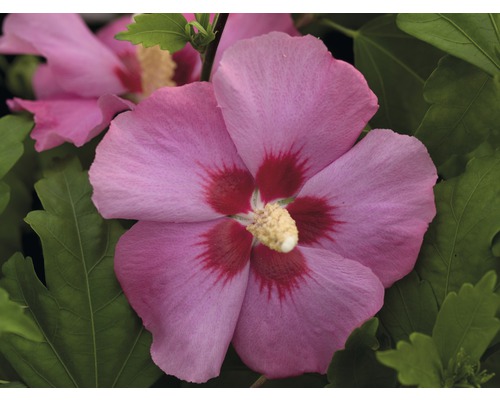 Detailní záběr růžového květu ibišku se zelenými listy.