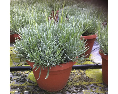 Levandule v květináči