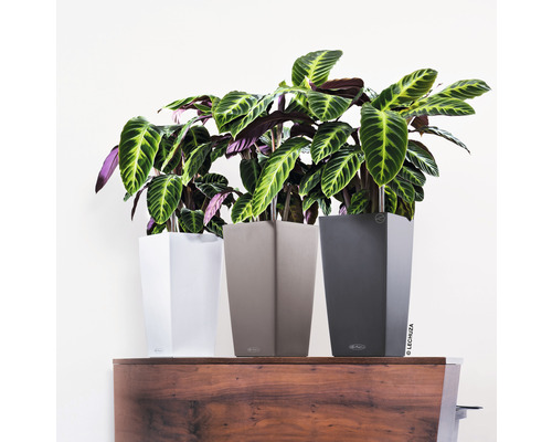 Tři pokojové rostliny v květináčích na dřevěné skříňce