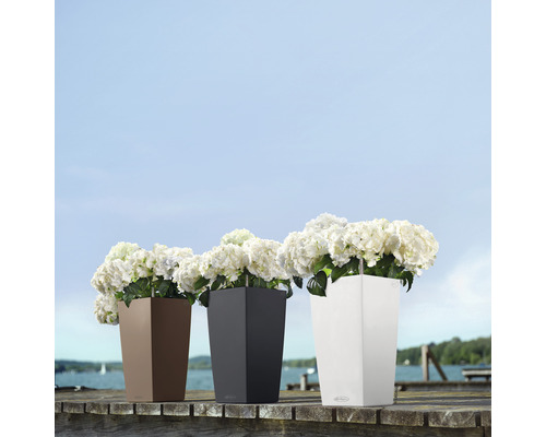 Tři vysoké květináče s květinami na dřevěném mole