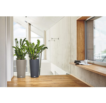 Dvě pokojové rostliny ve strukturovaných květináčích ve světlé místnosti