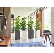 Interiér se čtyřmi rostlinami ve čtvercových květináčích