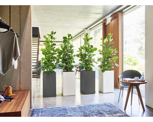 Interiér se čtyřmi rostlinami ve čtvercových květináčích
