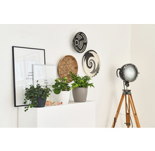 Dekorativní interiér s rostlinami v květináčích, nástěnnými dekoracemi a reflektorem na stativu.