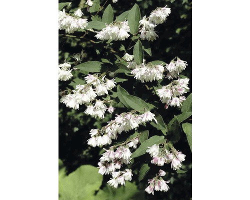 Trojpuk FloraSelf Deutzia scabra 'Plena' 80-100 cm květináč 10 l