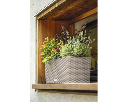 Květináč s různými bylinkami v okně