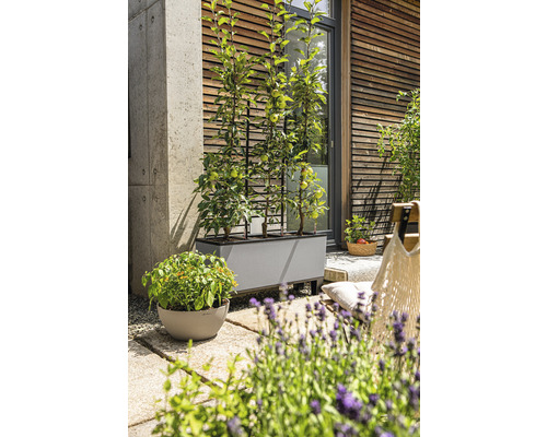 Scéna s šedým truhlíkem s mřížovím a rostlinami na terase.