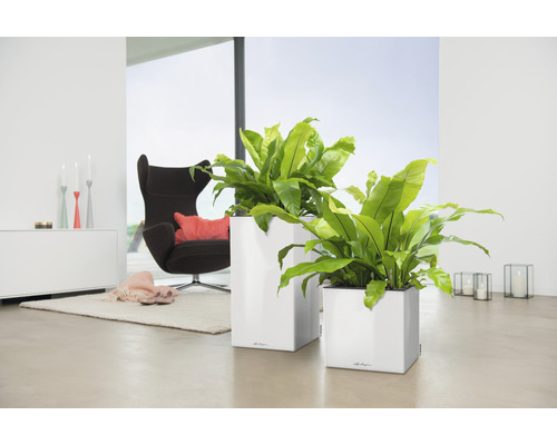 Dva čtvercové květináče se zelenými rostlinami ve světlé místnosti s křeslem a kobercem.