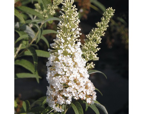 Komule Davidova FloraSelf Buddleja davidii bílá 60-80 cm květináč 3 l