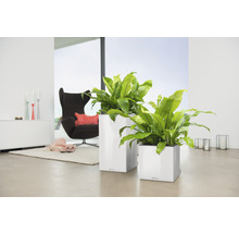 Dva bílé květináče s rostlinami ve světlé místnosti.