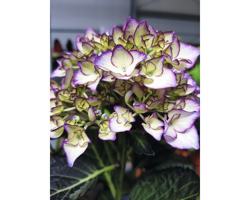 Detail květu hortenzie s listy