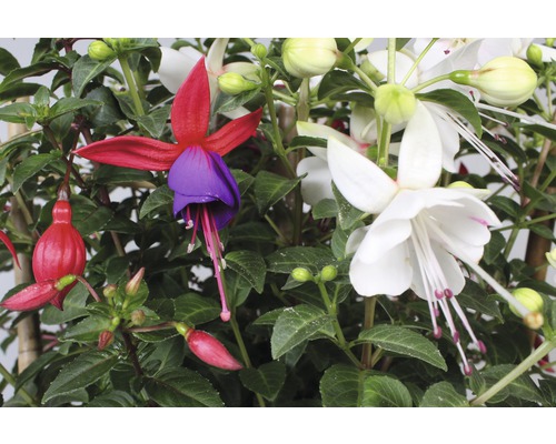 Detail kvetoucí fuchsie s červenými, fialovými a bílými květy