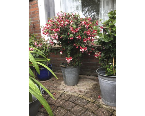 Fuchsiový keř v kovovém květináči na zahradě.