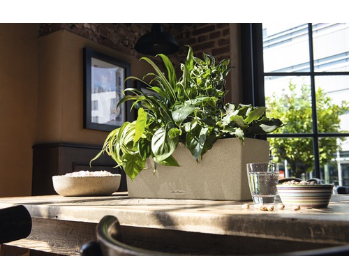 Obdélníkový plastový truhlík s různými rostlinami na dřevěném stole