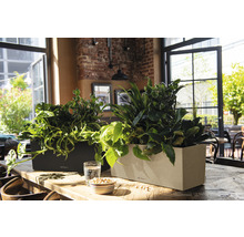 Dva obdélníkové truhlíky s pokojovými rostlinami na stole ve světlé místnosti.