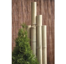 Bambusová trubka Ø 7-8 cm délka 200 cm-thumb-3