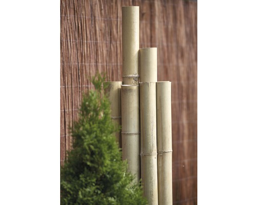 Bambusový plot a zelená rostlina na zahradě