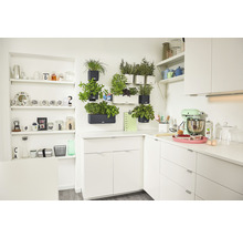 Kuchyňská scéna s bílými kuchyňskými skříňkami, policemi a bylinkami v nástěnných květináčích