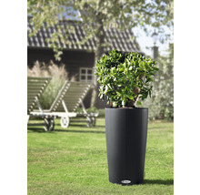 Rostlina v rýhovaném květináči na zahradě.