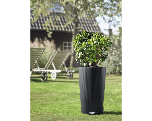 Rostlina v rýhovaném květináči na zahradě.