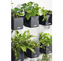 Nástěnné osázení s různými rostlinami v šedých strukturovaných květináčích