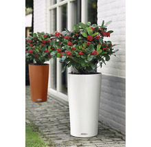 Dva květináče s rostlinami stojí před budovou.