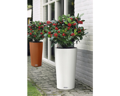 Dva květináče s rostlinami stojí před budovou.