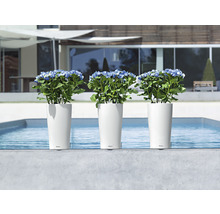 Tři bílé květináče s hortenziemi u bazénu