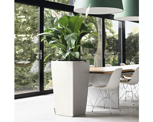 Místnost s vysokým, hranatým květináčem a pokojovou rostlinou