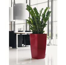 Pokojová rostlina Zamioculcas v květináči