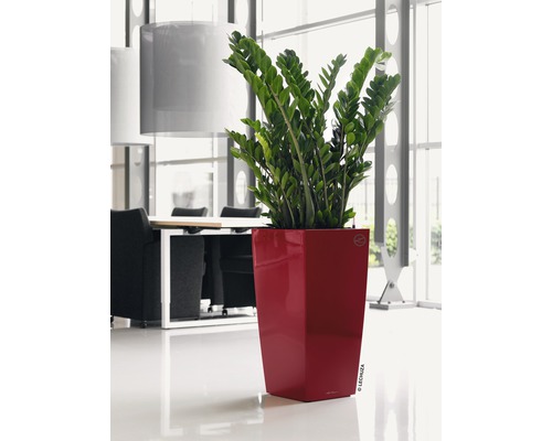 Pokojová rostlina Zamioculcas v květináči