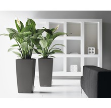 Dva vysoké šedé květináče s rostlinami a bílými květy před bílou policí