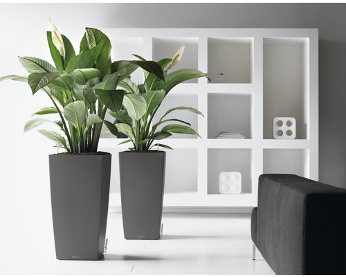 Dva vysoké šedé květináče s rostlinami a bílými květy před bílou policí