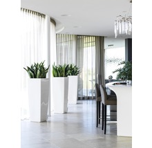 Světlý, moderní interiérový design s rostlinami v květináčích