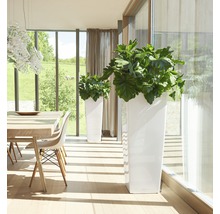 Světlá místnost se dvěma bílými květináči a rostlinami vedle jídelního stolu.