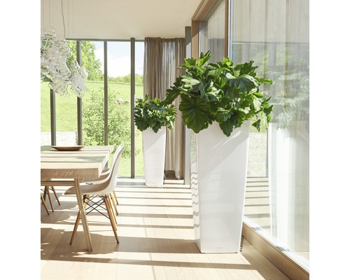 Světlá místnost se dvěma bílými květináči a rostlinami vedle jídelního stolu.