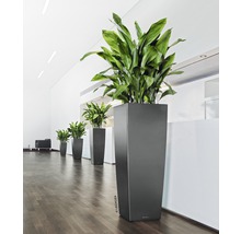 Řada vysokých květináčů se zelenými rostlinami ve světlé místnosti.