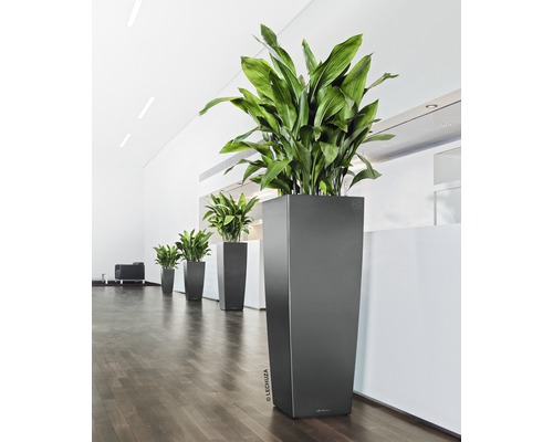 Řada vysokých květináčů se zelenými rostlinami ve světlé místnosti.