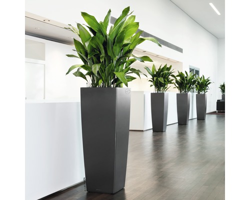 Řada vysokých květináčů se zelenými rostlinami v místnosti