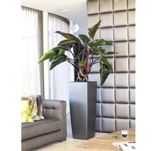 Interiérová fotografie obývacího pokoje s rostlinou ve vysokém hranatém květináči