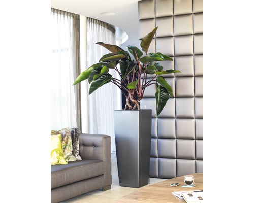 Interiérová fotografie obývacího pokoje s rostlinou ve vysokém hranatém květináči