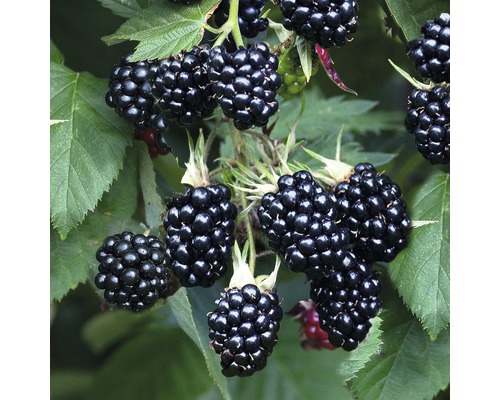 Detailní pohled na ostružiny na keři.