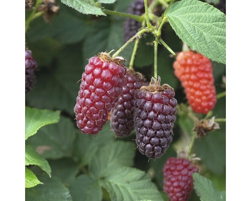 Ostružiník FloraSelf Rubus fruticosus 'Thornless Loganberry' 60-80 cm květináč 2 l