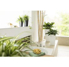 Koupelna s rostlinami v květináčích a koupelnovými potřebami