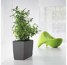 Čtvercový květináč se zelenou rostlinou a zelenou židlí v pozadí