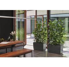 Jídelna s dřevěným stolem, lavicemi a dvěma květináči