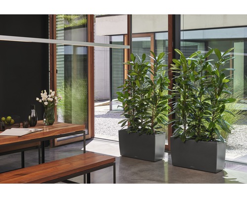 Jídelna s dřevěným stolem, lavicemi a dvěma květináči