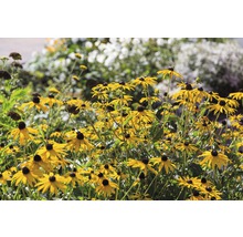 Třapatka zářivá FloraSelf Rudbeckia fulgida 'American Gold Rush' 10-45 cm květináč 0,5 l