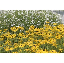 Třapatka zářivá FloraSelf Rudbeckia fulgida 'American Gold Rush' 10-45 cm květináč 0,5 l