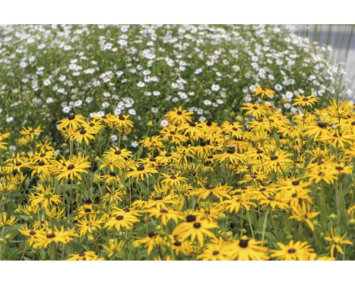 Třapatka zářivá FloraSelf Rudbeckia fulgida 'American Gold Rush' 10-45 cm květináč 0,5 l Třapatka zářivá FloraSelf Rudbeckia fulgida 'American Gold Rush' 10-45 cm květináč 0,5 l